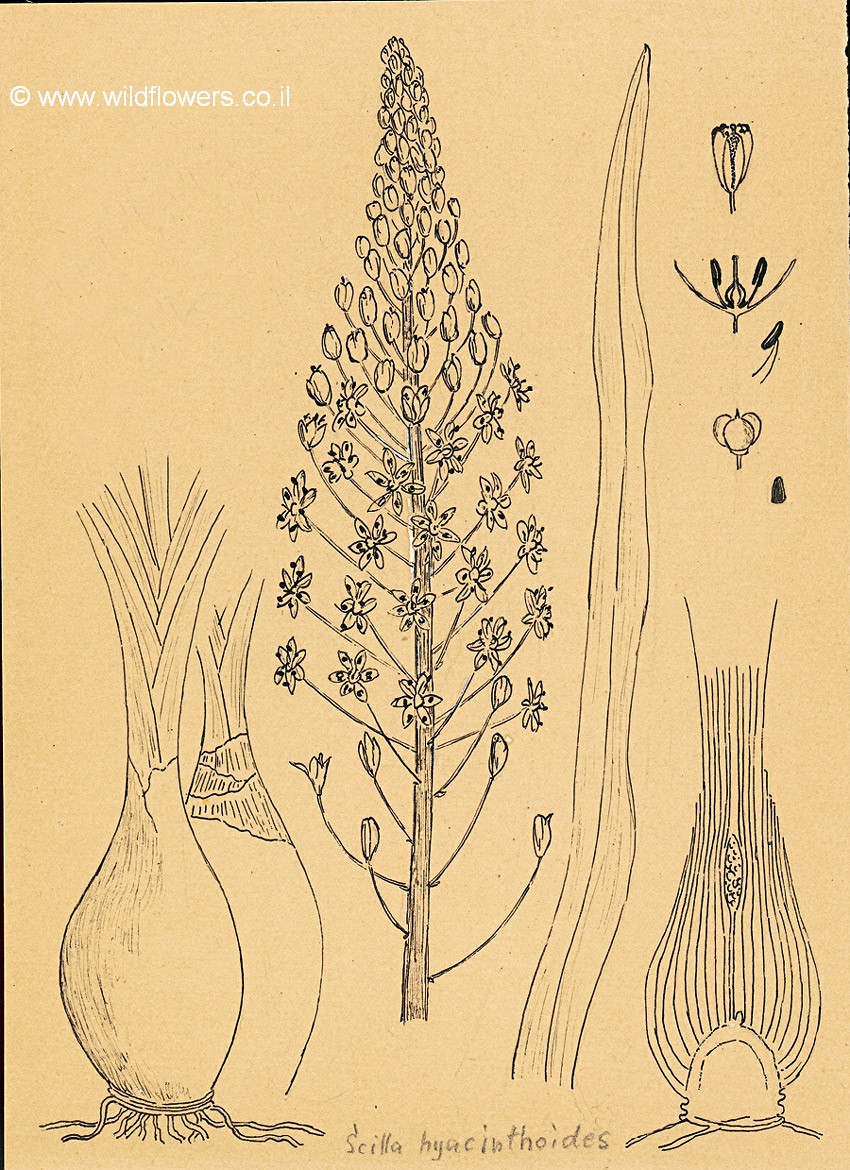 Scilla hyacinthoides